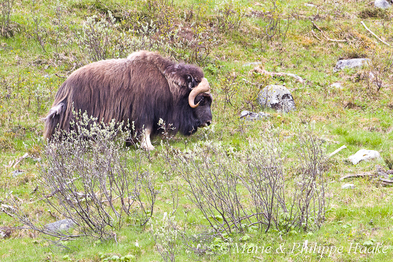Boeuf musque 9736.jpg - Boeuf musqué (Dovrefjell, Norvège, juin 2012)